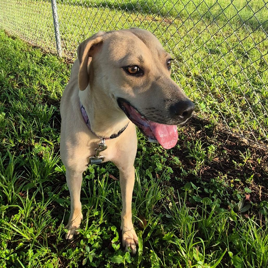 Enlarge Dolly "Parton", a Adoptable Mixed Breed in Lake Panasoffkee, FL image 2/4