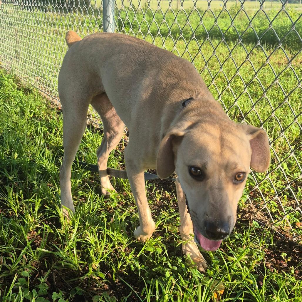 Enlarge Dolly "Parton", a Adoptable Mixed Breed in Lake Panasoffkee, FL image 3/4