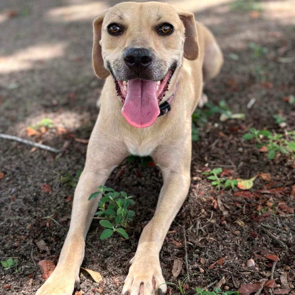 Enlarge Dolly "Parton", a Adoptable Mixed Breed in Lake Panasoffkee, FL image 4/4