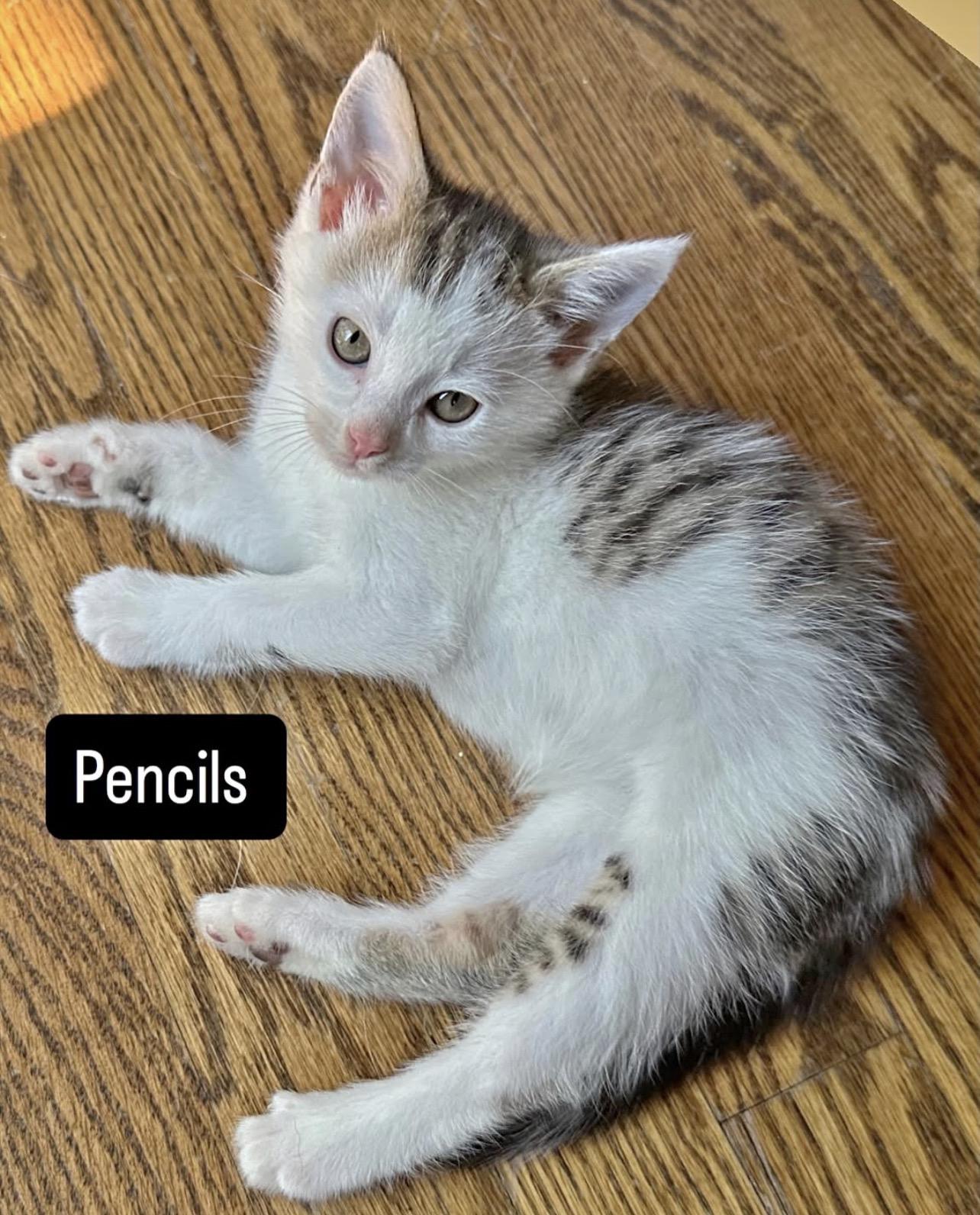 Pencils, ADOPTABLE, Kitten Male Domestic Short Hair.