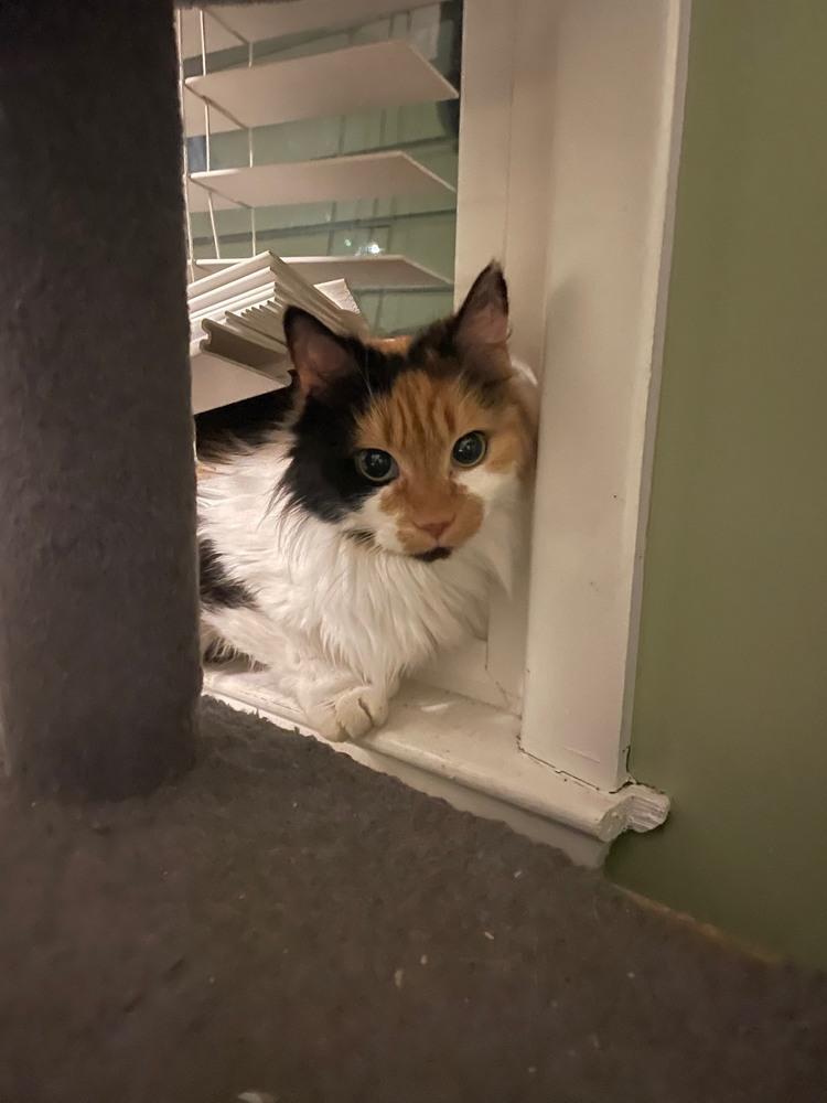 Cheese, Adopted, Adult Female Norwegian Forest Cat & Calico.