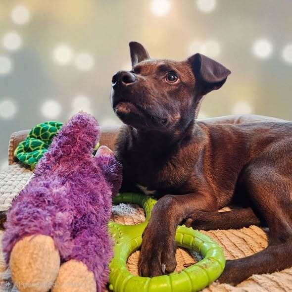 Enlarge Marlon Brandog, a Adoptable mixed breed in Hastings, MN image 1/6