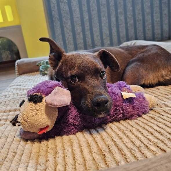 Enlarge Marlon Brandog, a Adoptable mixed breed in Hastings, MN image 2/6