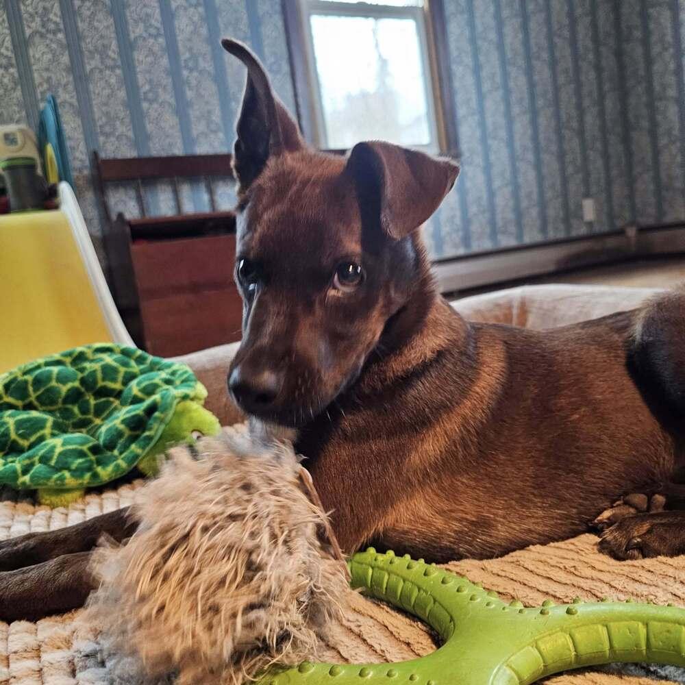 Enlarge Marlon Brandog, a Adoptable mixed breed in Hastings, MN image 3/6