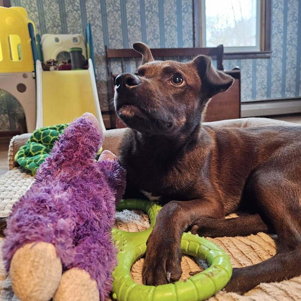 Enlarge Marlon Brandog, a Adoptable mixed breed in Hastings, MN image 4/6
