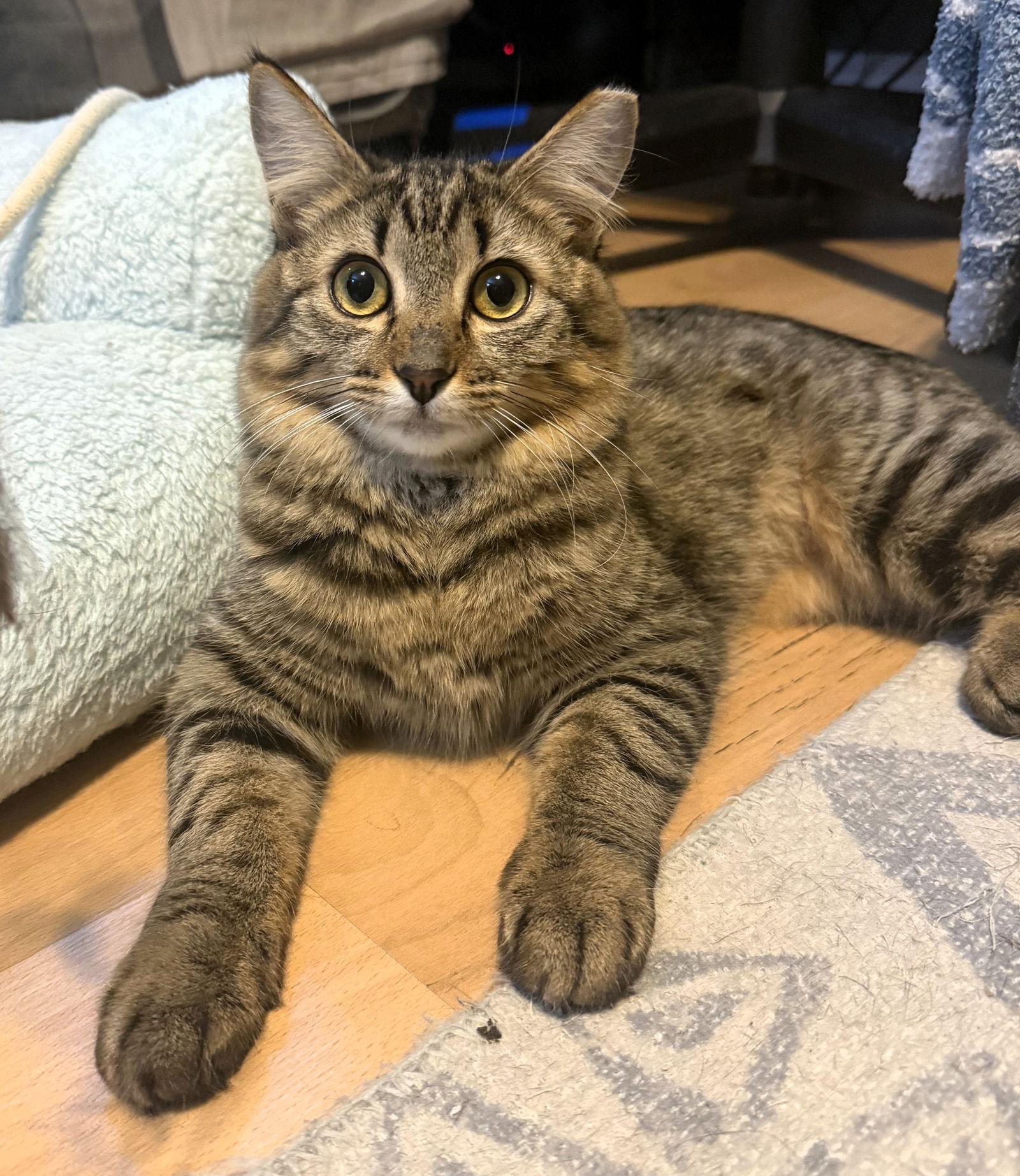 Allie, Adoptable, Young Female Domestic Medium Hair & Domestic Long Hair.