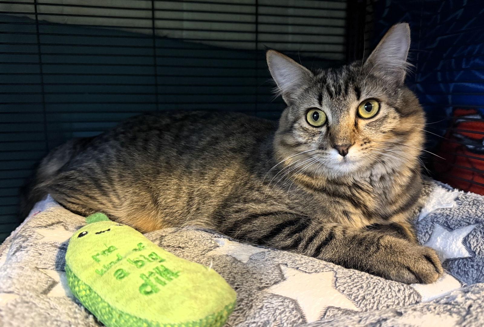 Enlarge Allie, a Adopted mixed breed in Lighthouse Point, FL image 2/3