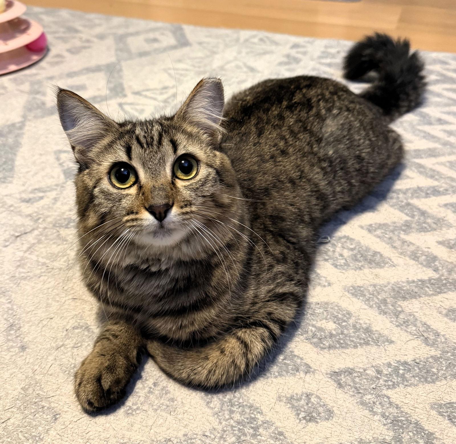 Enlarge Allie, a Adopted mixed breed in Lighthouse Point, FL image 3/3