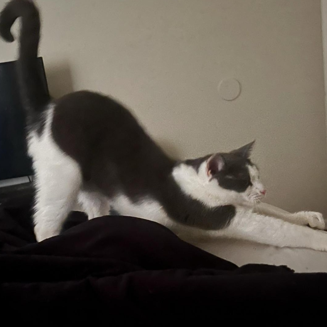 Enlarge Cleo, a Adoptable Domestic Short Hair in Beltsville, MD image 3/5