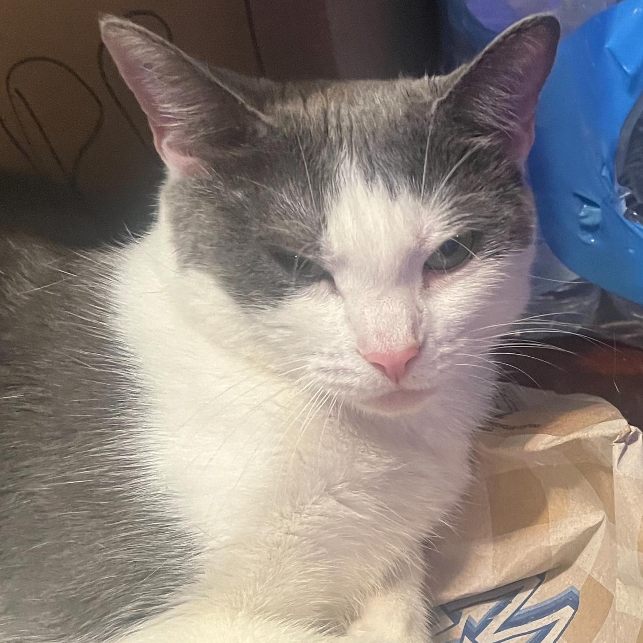 Enlarge Cleo, a Adoptable Domestic Short Hair in Beltsville, MD image 5/5