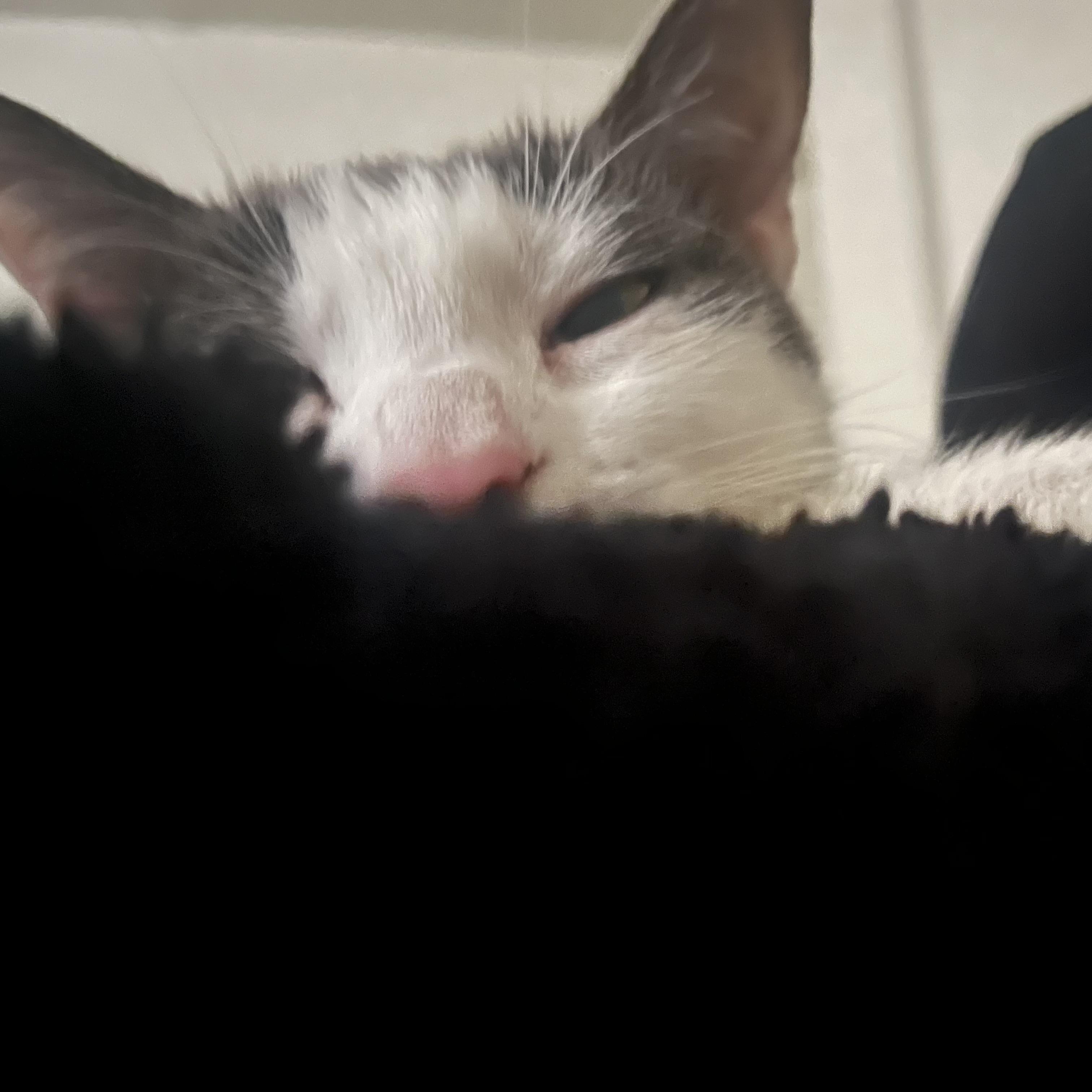 Enlarge Cleo, a Adoptable Domestic Short Hair in Beltsville, MD image 4/5