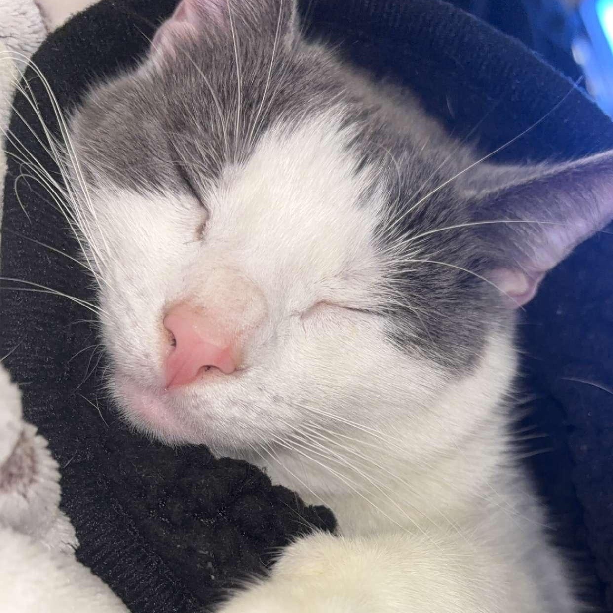 Cleo, Adoptable, Adult Female Domestic Short Hair.