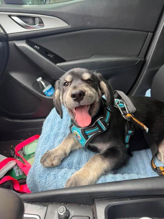 Gonzo, adopted, Puppy Male Labrador Retriever & Shepherd.
