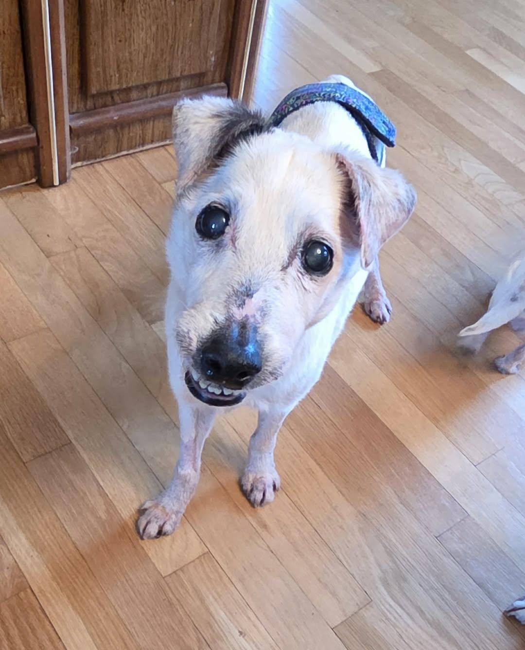 Jack Carlson thumbnail 2