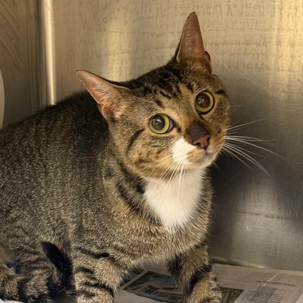 Dewey, Adoptable, Adult Male Domestic Short Hair.