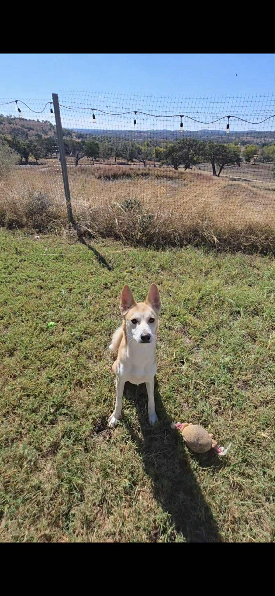 Arlo, ADOPTABLE, Adult Male Carolina Dog.