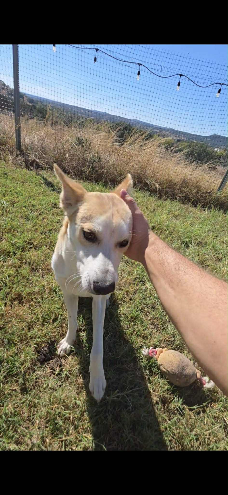Arlo, a ADOPTABLE Carolina Dog in Bronson, TX image 2/4