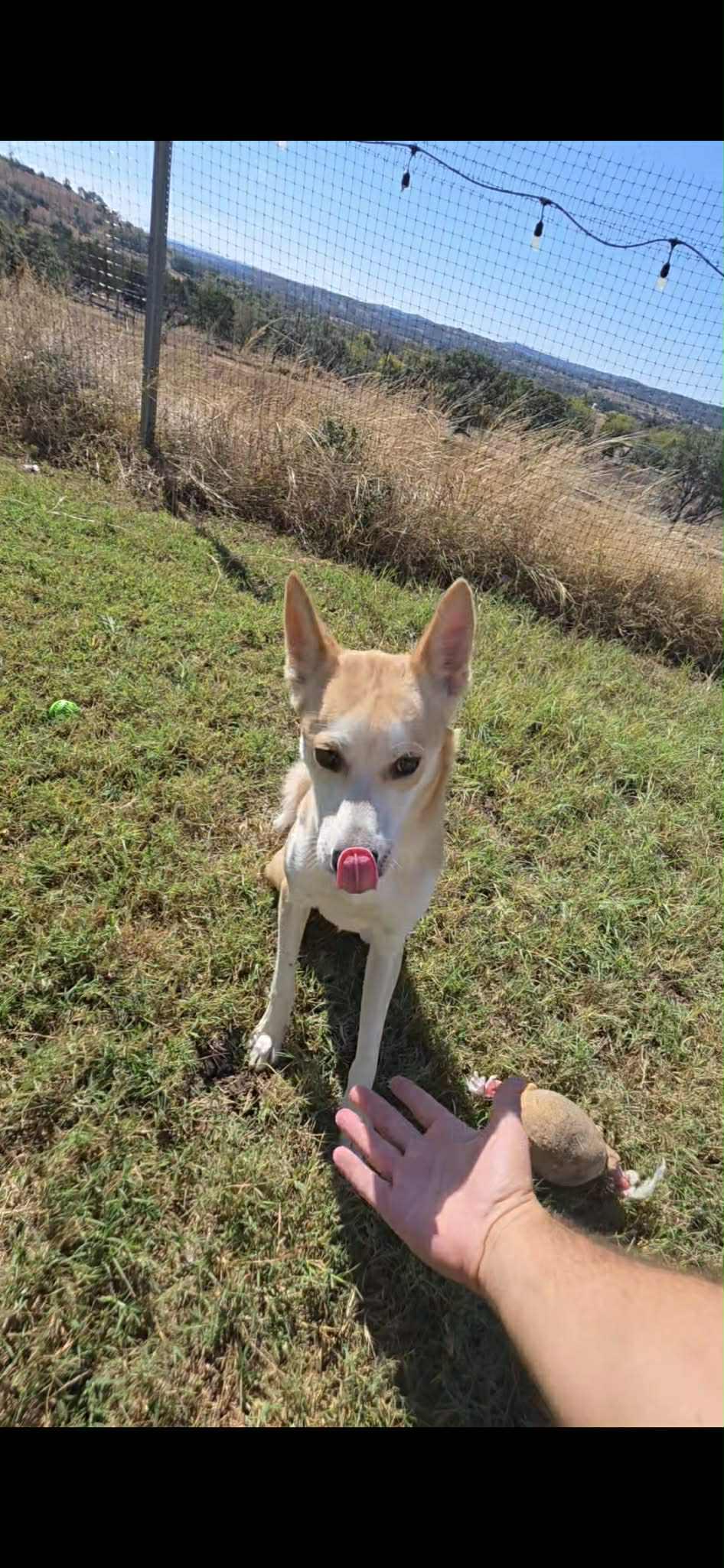 Arlo, a ADOPTABLE Carolina Dog in Bronson, TX image 3/4