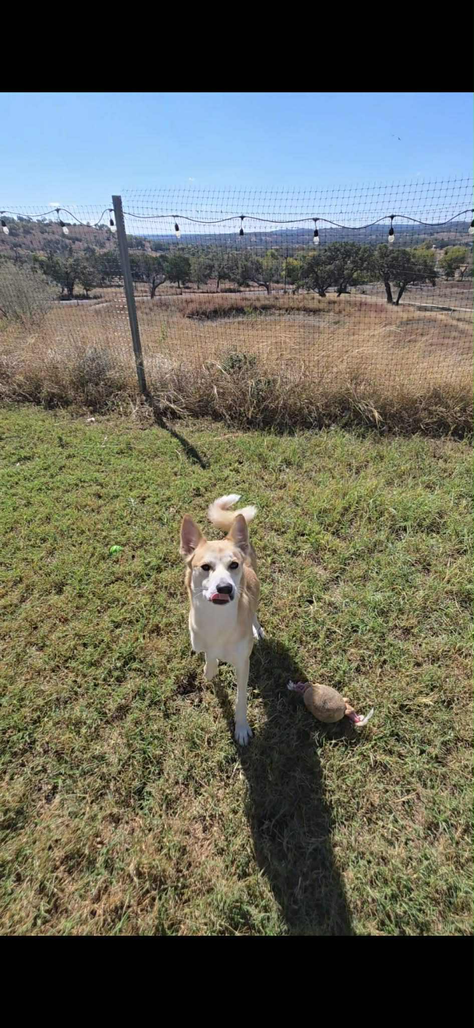 Arlo, a ADOPTABLE Carolina Dog in Bronson, TX image 4/4