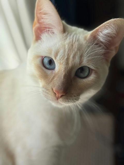 Nilla, Young Female unknown