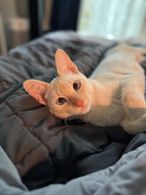 Nilla photo 2
