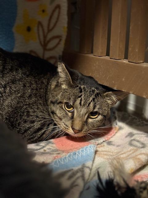 Myra, Adoptable, Adult Female Domestic Short Hair.