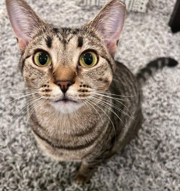 Enlarge Dollface (& Shadow) bonded, a Adoptable Domestic Short Hair in Herndon, VA image 1/3