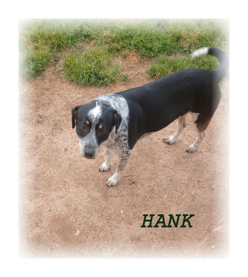 Enlarge Hank, a ADOPTABLE Australian Cattle Dog / Blue Heeler in Melbourne, AR image 3/3