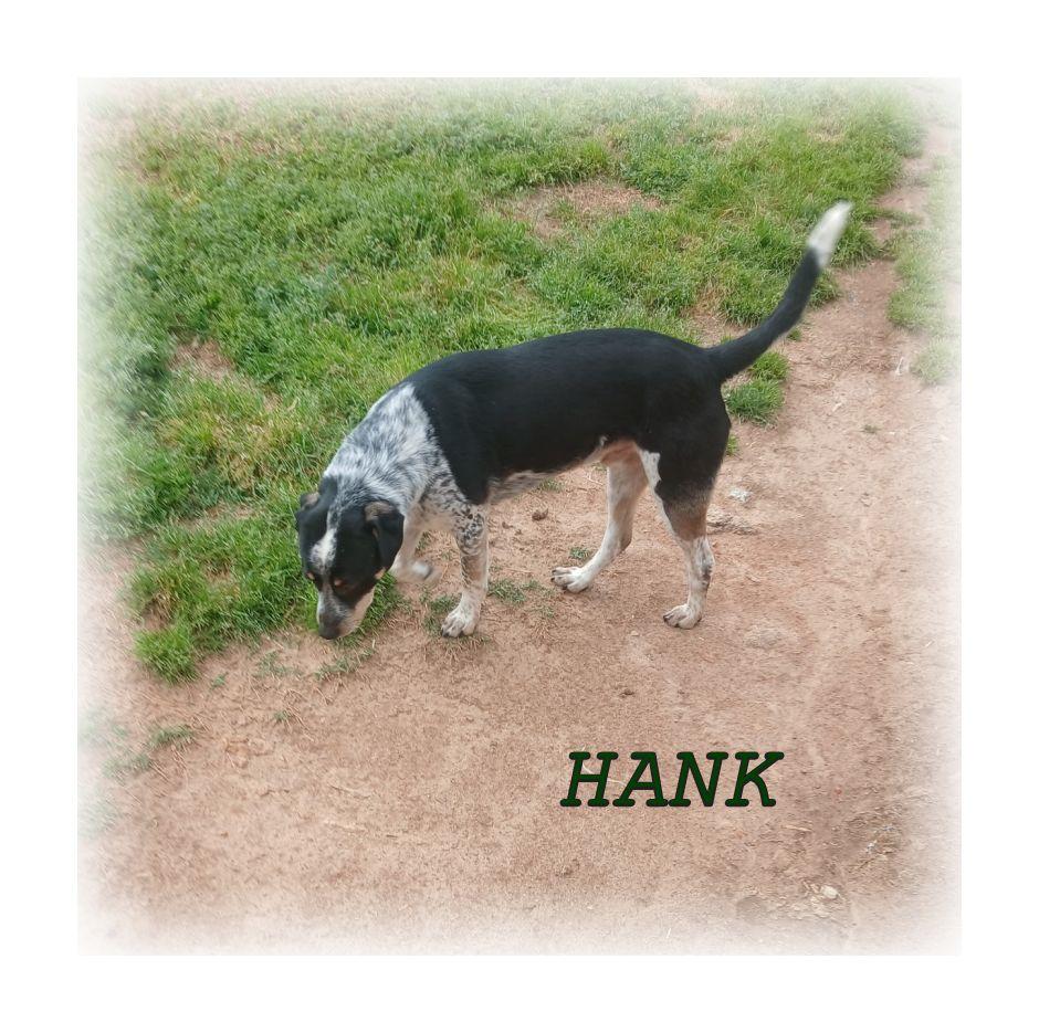 Enlarge Hank, a ADOPTABLE Australian Cattle Dog / Blue Heeler in Melbourne, AR image 2/3