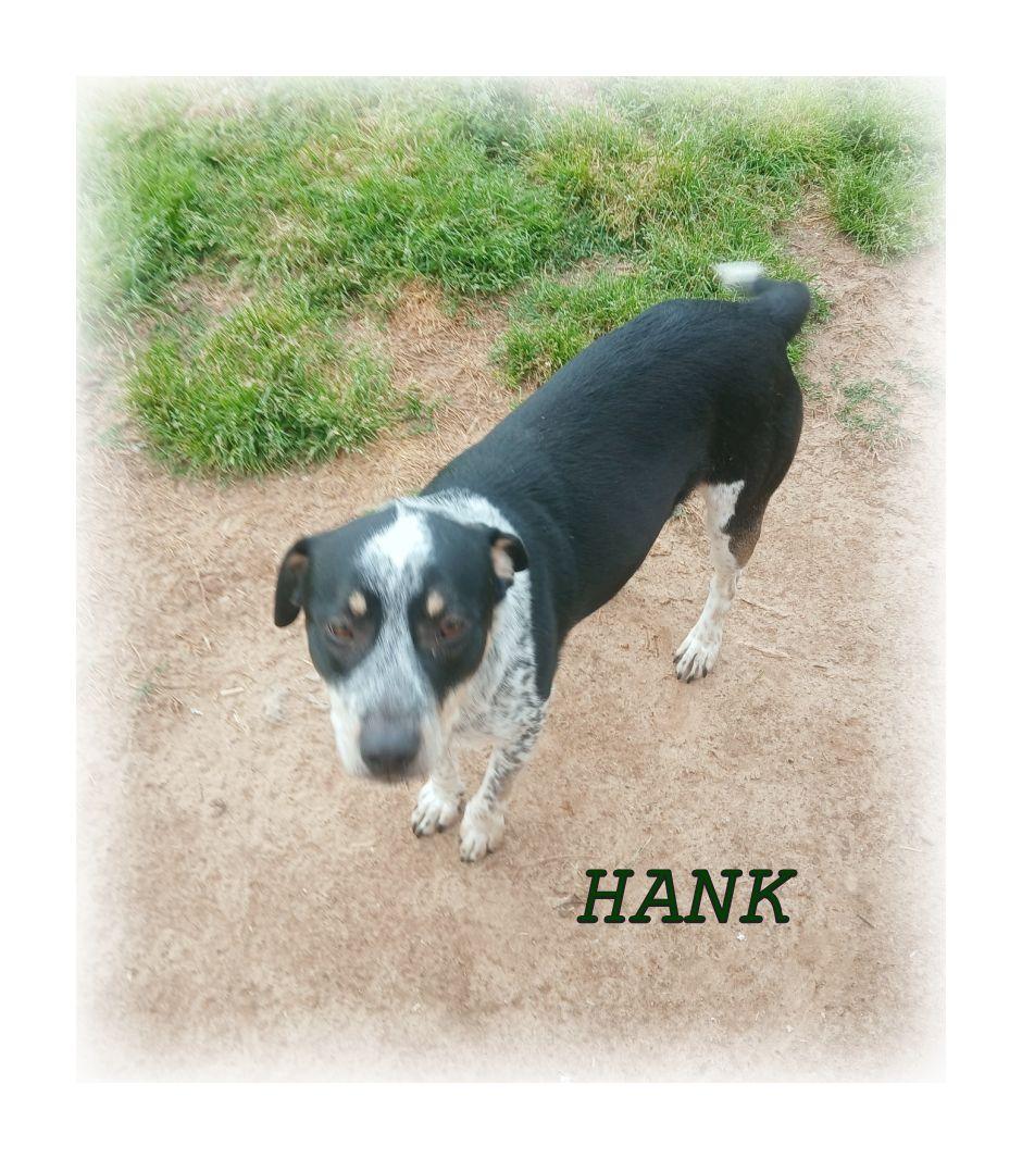 Enlarge Hank, a ADOPTABLE Australian Cattle Dog / Blue Heeler in Melbourne, AR image 1/3