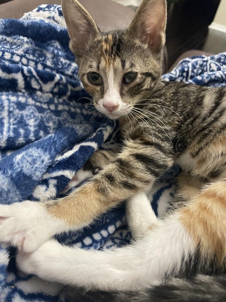 Ayleen, Adoptable, Kitten Female Domestic Short Hair.