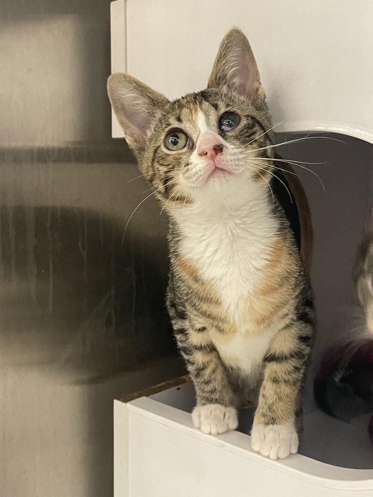 Enlarge Ayleen, a Adoptable Domestic Short Hair in Orlando, FL image 2/6