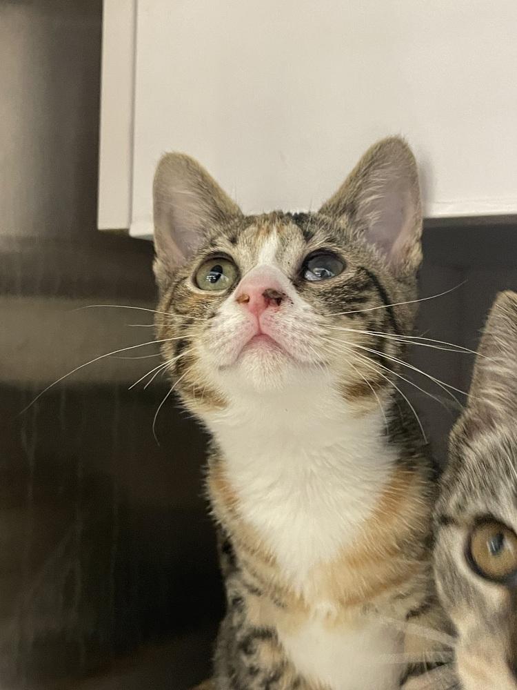 Enlarge Ayleen, a Adoptable Domestic Short Hair in Orlando, FL image 4/6