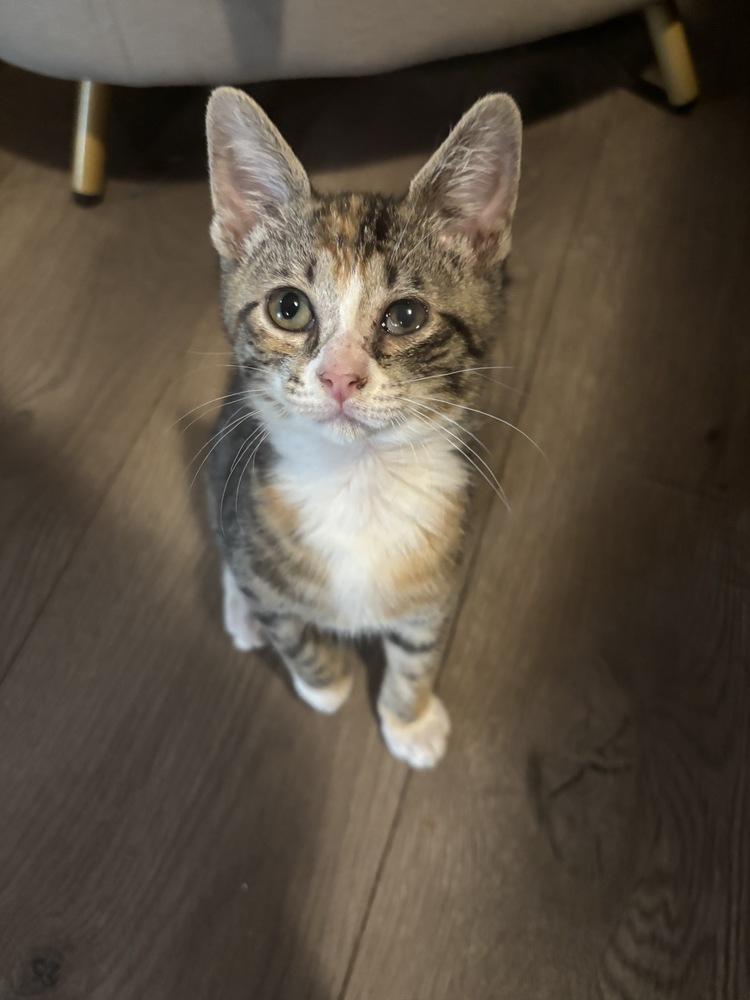 Enlarge Ayleen, a Adoptable Domestic Short Hair in Orlando, FL image 6/6