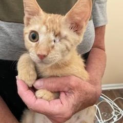 Stuart, Adoptable, Kitten Male Domestic Short Hair.
