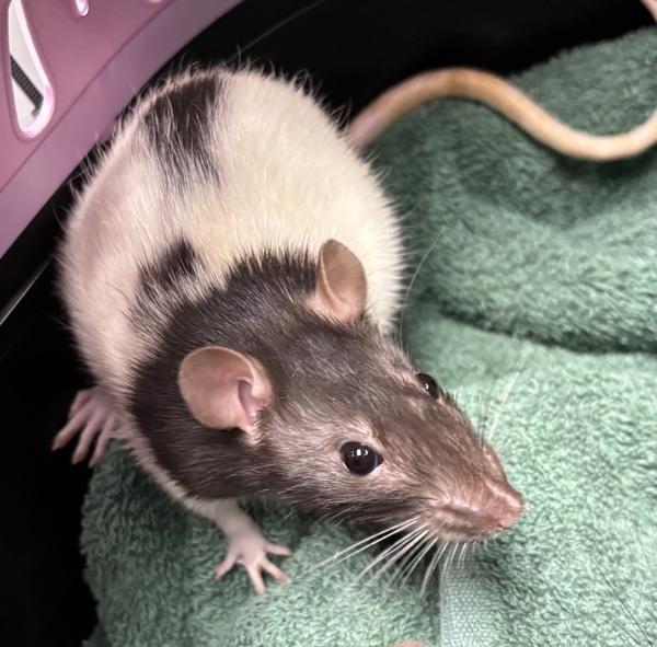 Bubblegum -- Bonded Buddy With Marceline, Adoptable, Adult Female Rat.