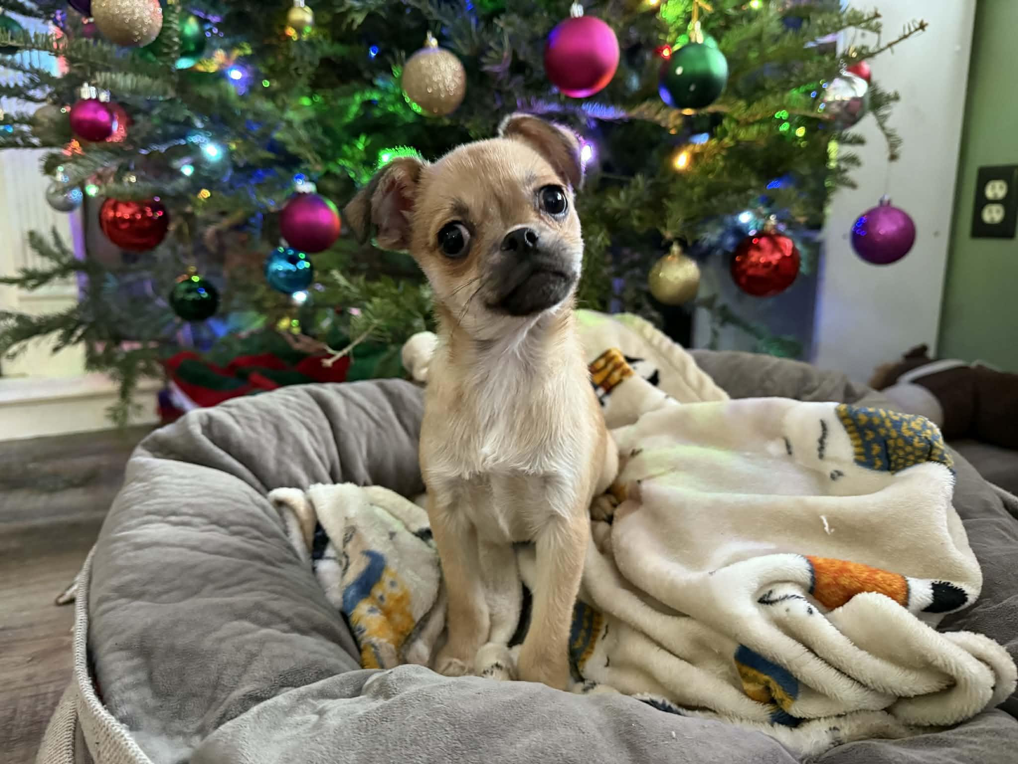 Enlarge Kringle , a ADOPTABLE mixed breed in South Saint Paul, MN image 2/4