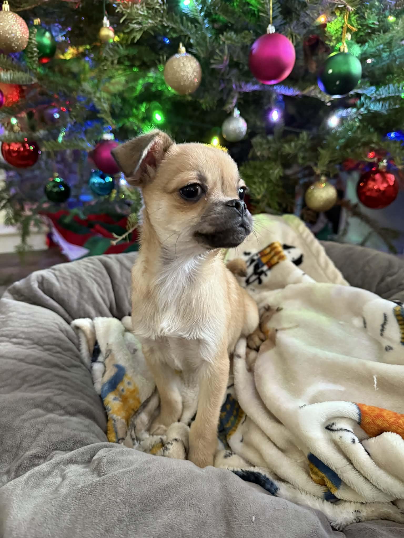 Enlarge Kringle , a ADOPTABLE mixed breed in South Saint Paul, MN image 4/4