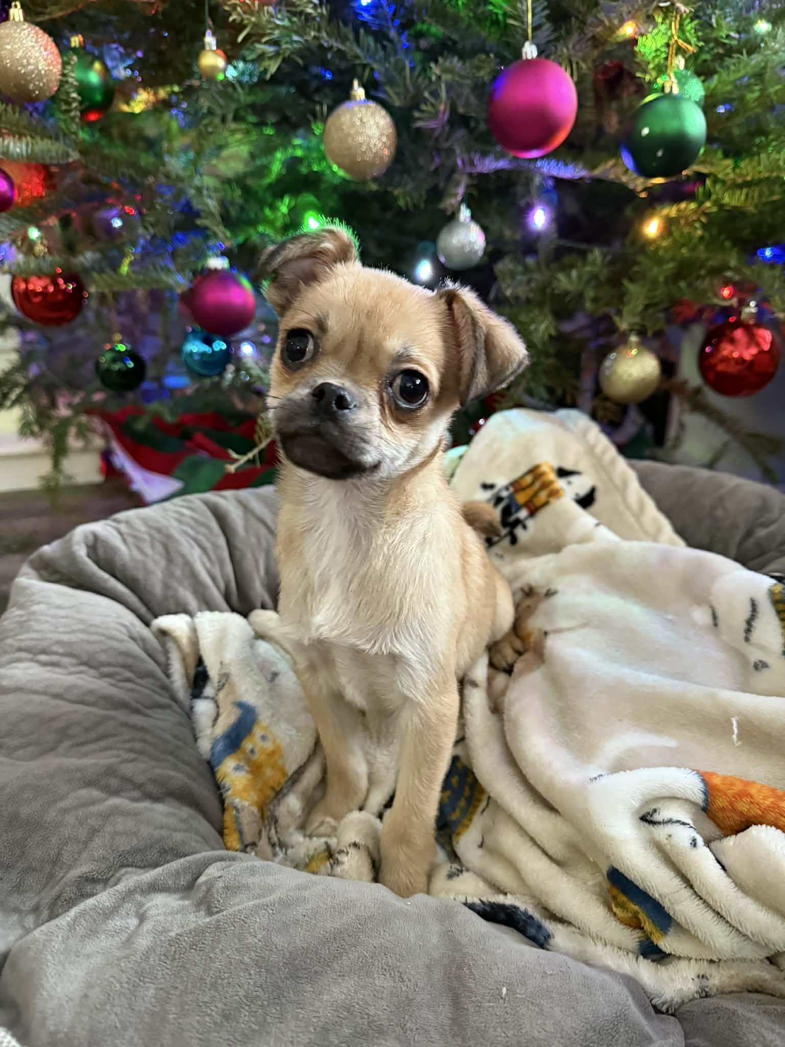 Enlarge Kringle , a ADOPTABLE mixed breed in South Saint Paul, MN image 3/4