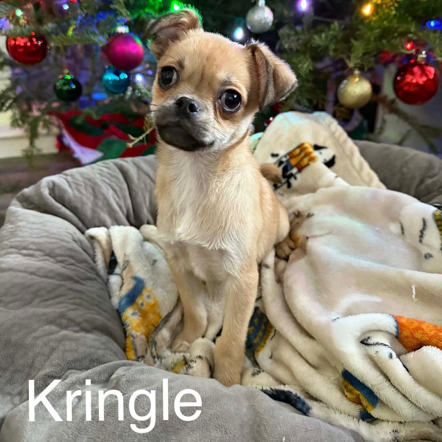 Enlarge Kringle , a ADOPTABLE mixed breed in South Saint Paul, MN image 1/4
