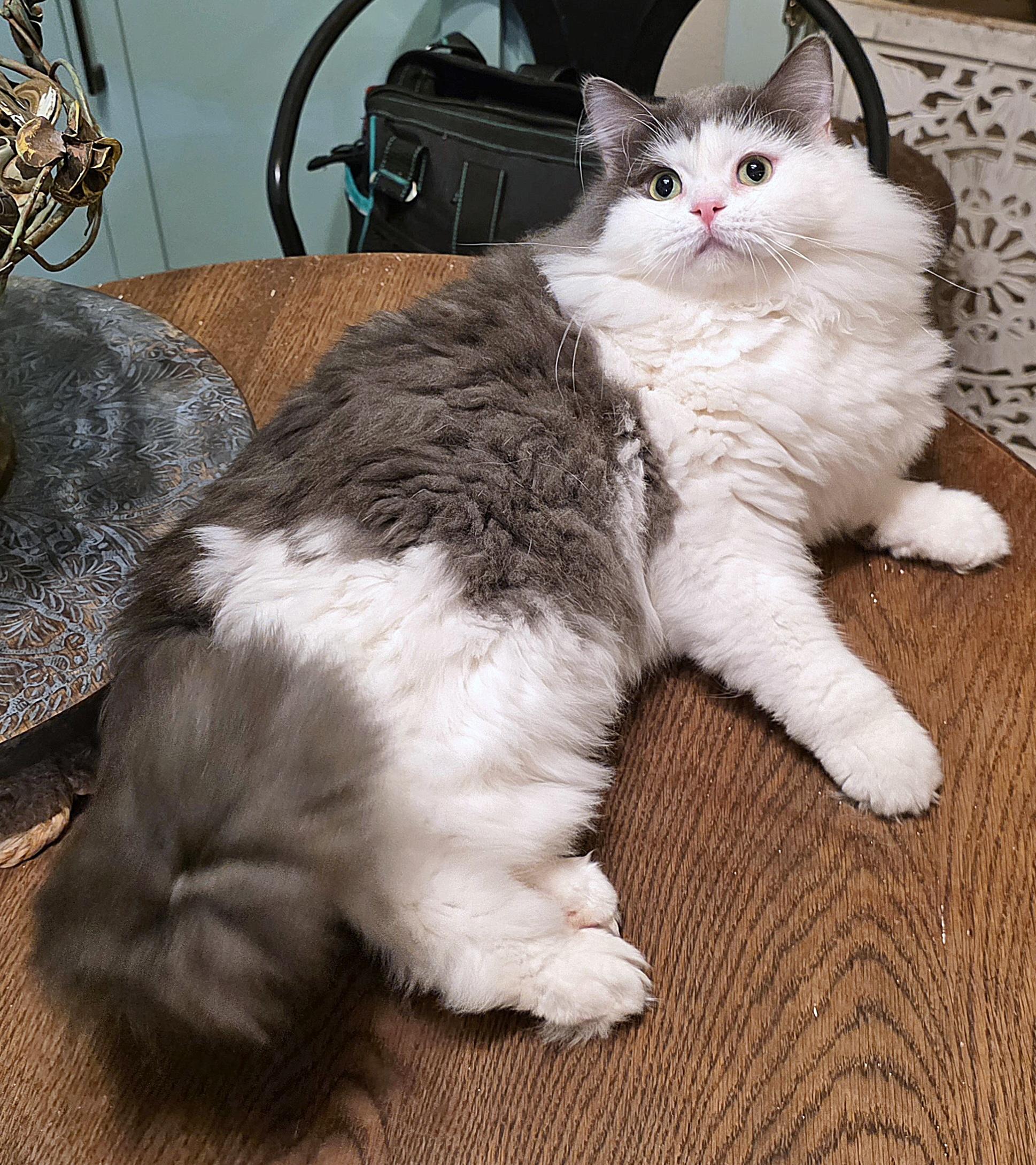 Enlarge Sultan (Sullly), a ADOPTABLE Persian in Converse, TX image 2/5