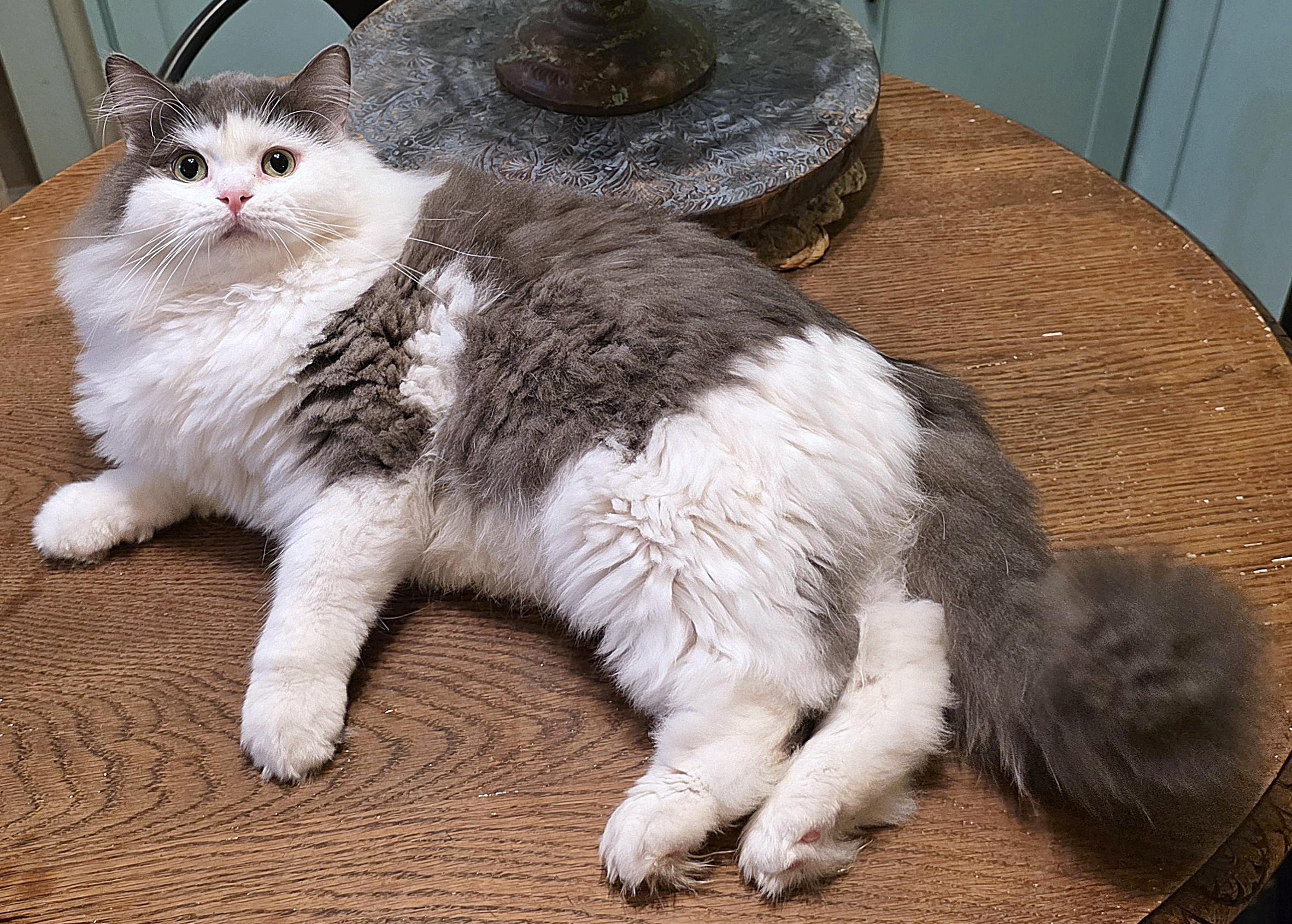 Enlarge Sultan (Sullly), a ADOPTABLE Persian in Converse, TX image 3/5