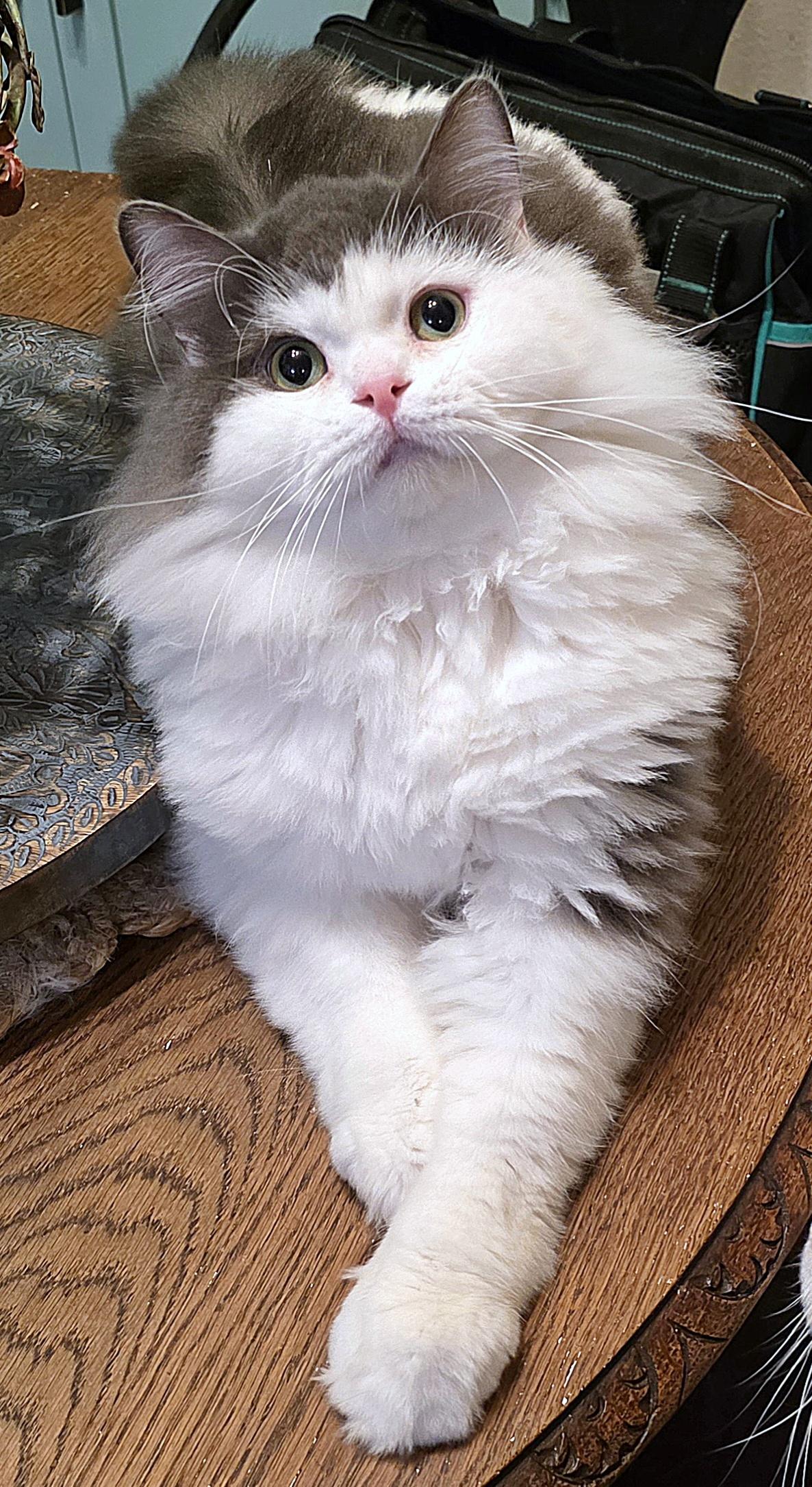 Enlarge Sultan (Sullly), a ADOPTABLE Persian in Converse, TX image 4/5