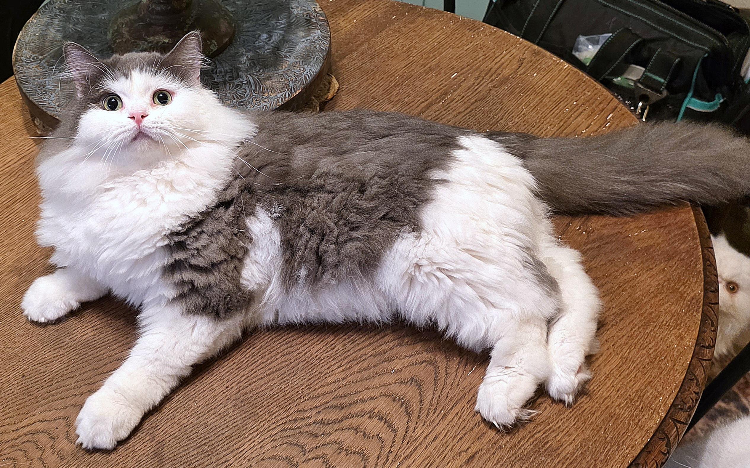 Enlarge Sultan (Sullly), a ADOPTABLE Persian in Converse, TX image 5/5