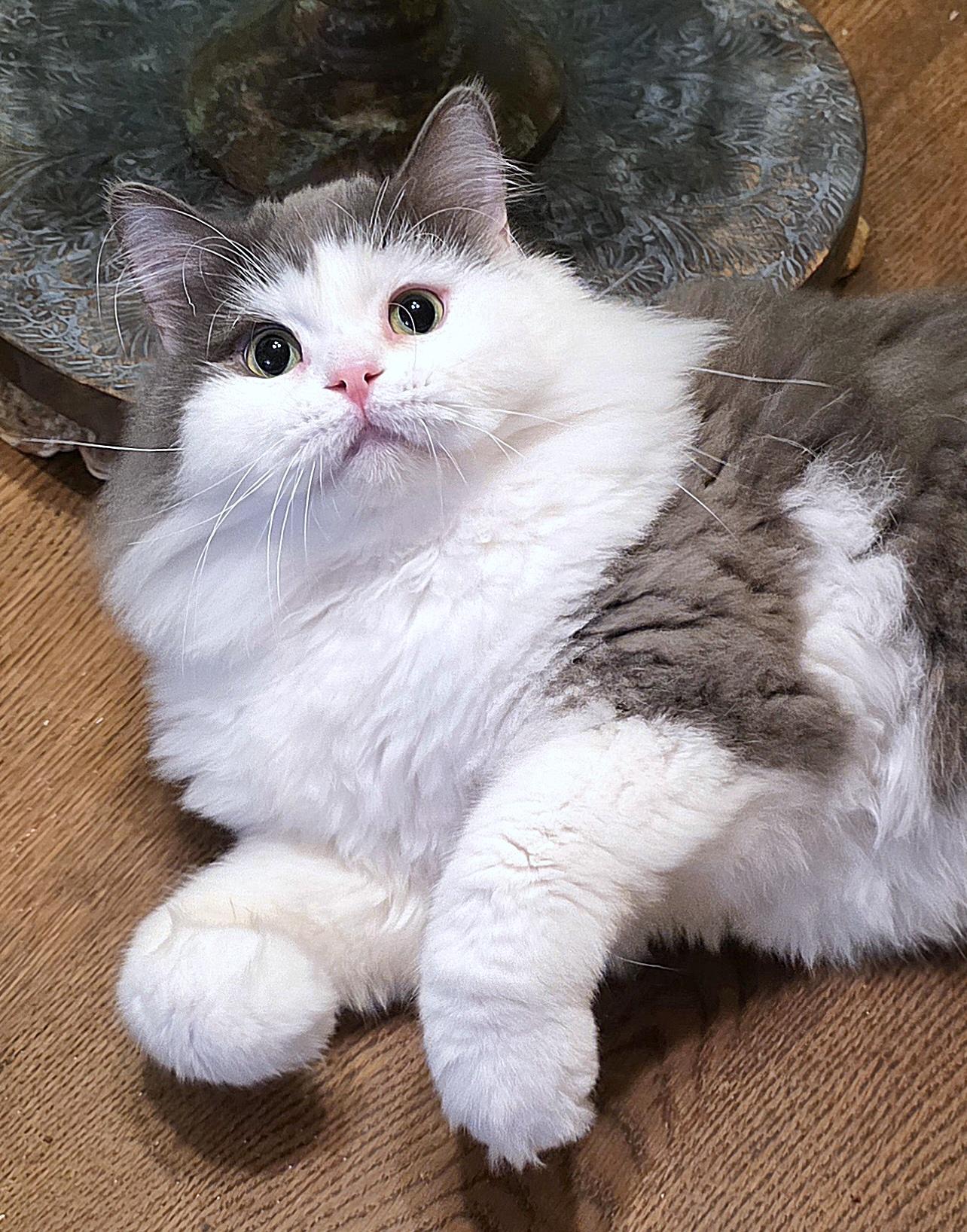 Sultan (Sullly), ADOPTABLE, Young Male Persian.