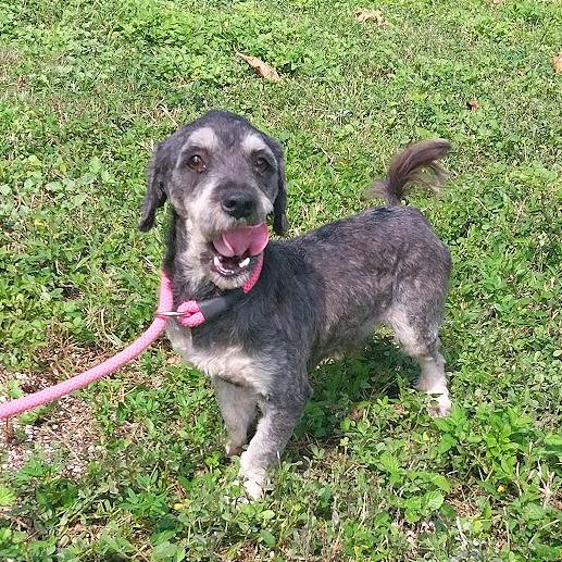 Enlarge Nikoli, an adopted mixed breed in Boca Raton, FL image 1/1