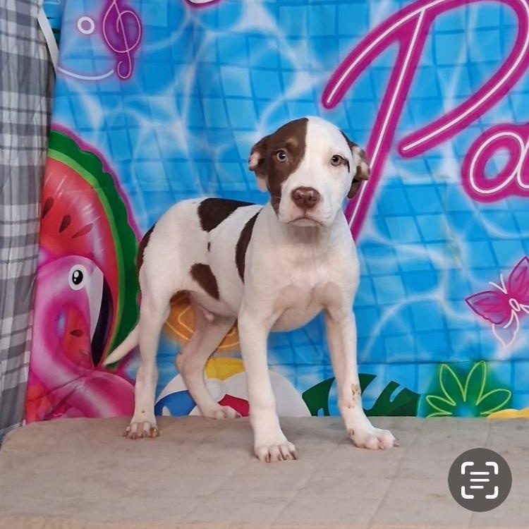 Willie-Come Meet Me, ADOPTABLE, Puppy Male Hound & Mixed Breed.