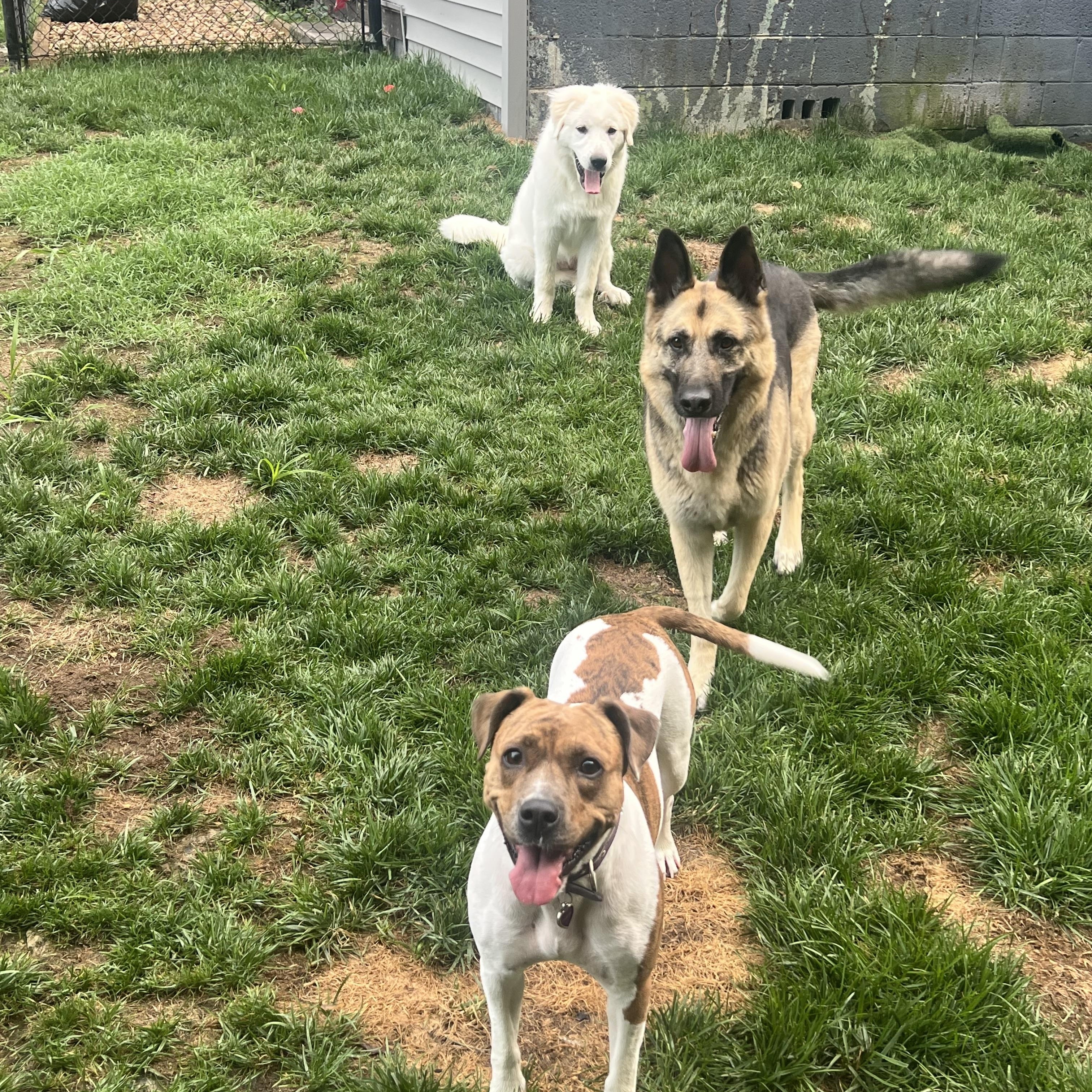 Heidi, a ADOPTABLE mixed breed in Richmond, VA image 3/4