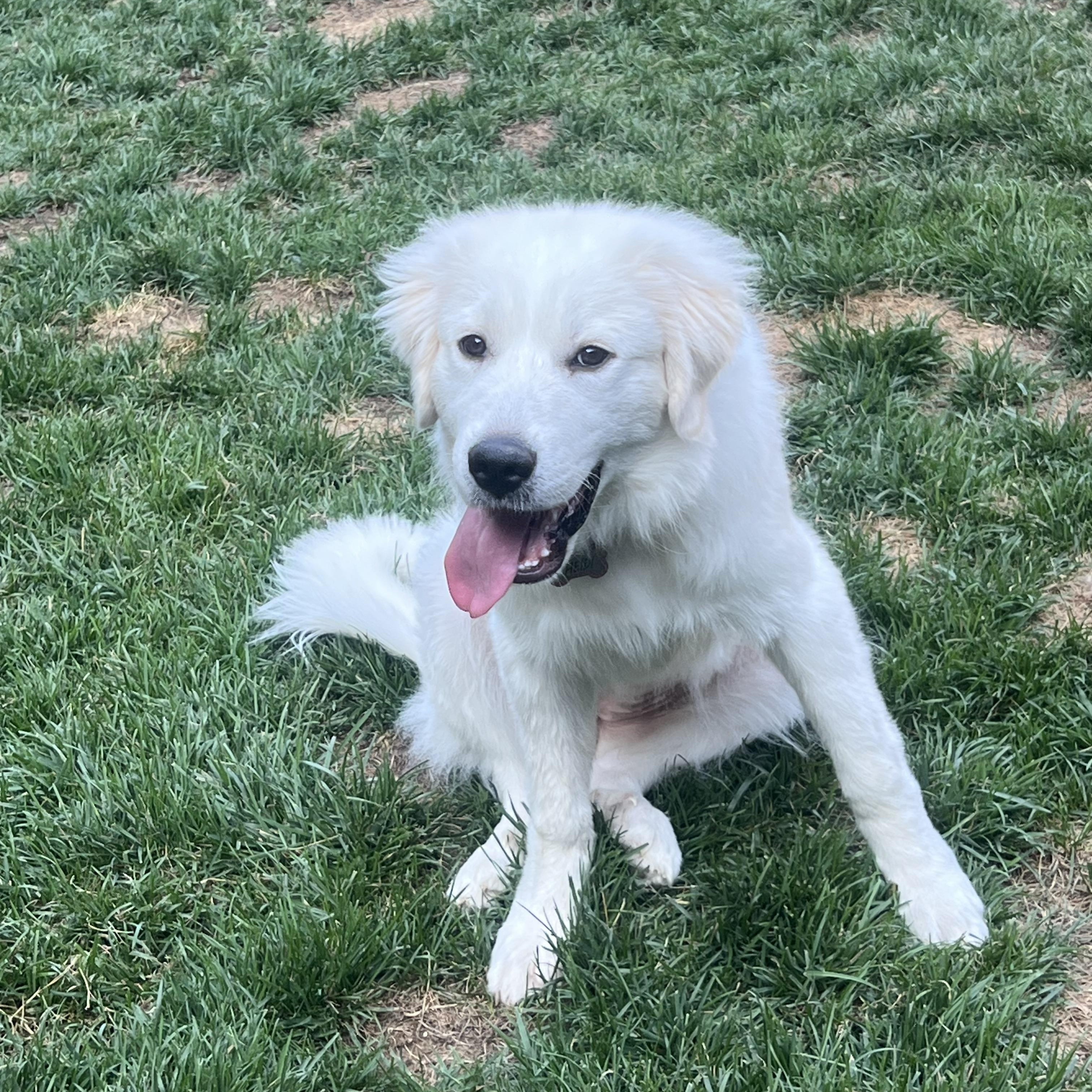 Heidi, ADOPTABLE, Puppy Female Great Pyrenees.