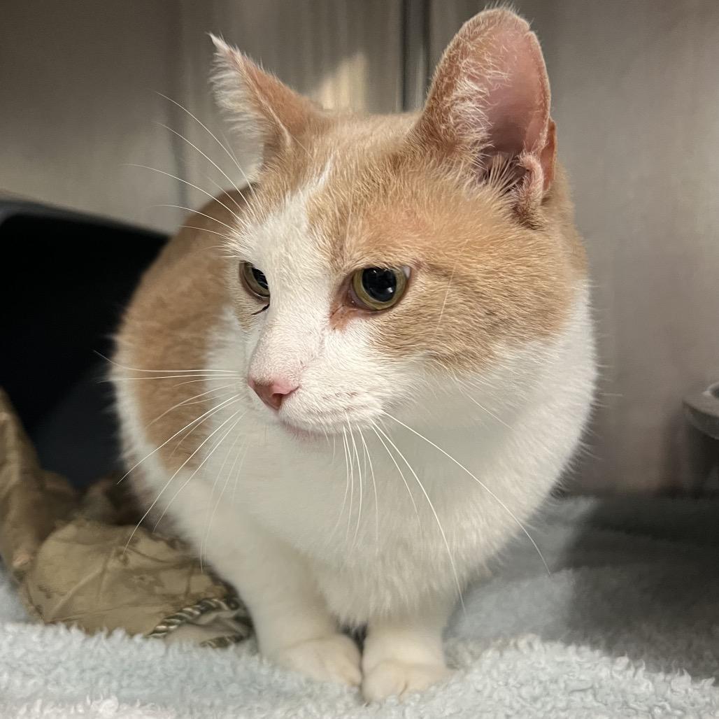 Boberto, Adoptable, Adult Male Domestic Short Hair.